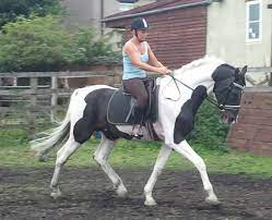 Centyfield Czar - Coloured Polish Warmblood Stallion
